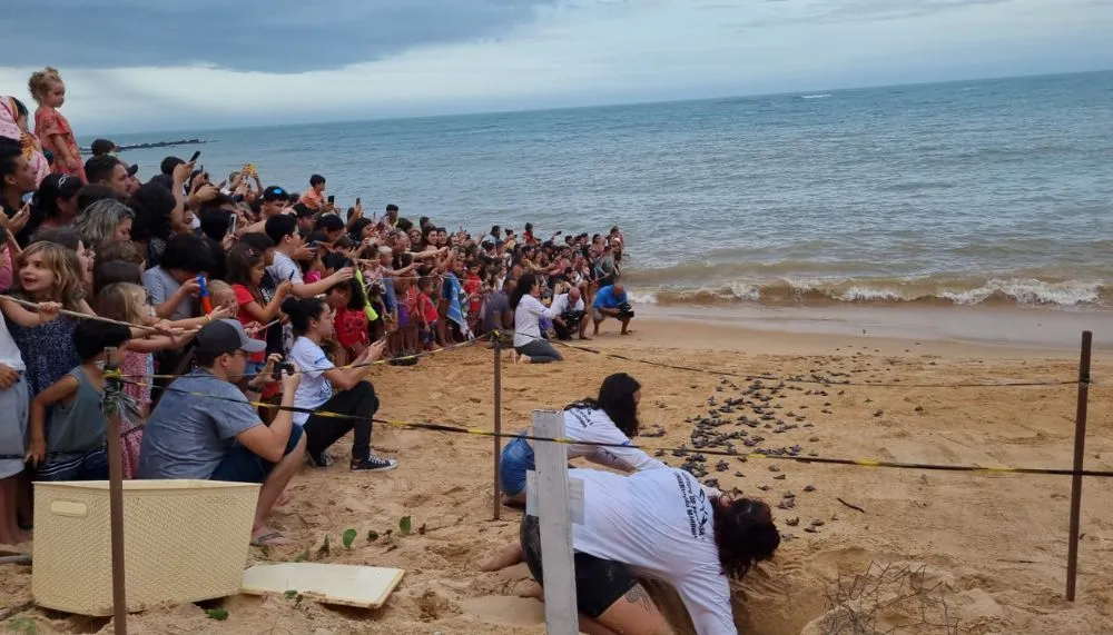 Imagem ilustrativa da imagem Espetáculo da natureza em desova de tartarugas no ES