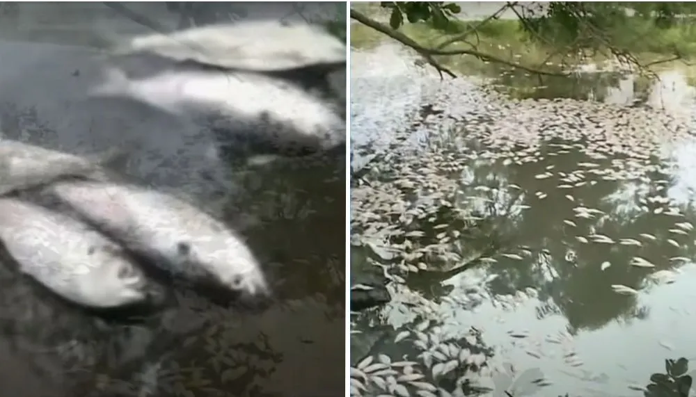 Imagem ilustrativa da imagem Centenas de peixes aparecem mortos em lagoa e causas são investigadas