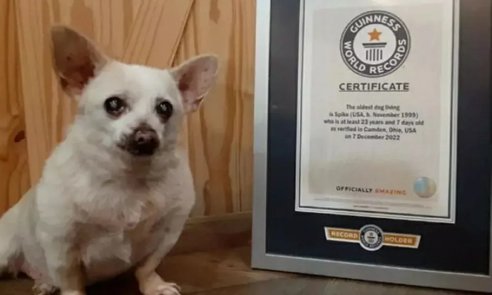 Imagem ilustrativa da imagem Chihuahua de 23 anos recebe título de cachorro mais velho do mundo