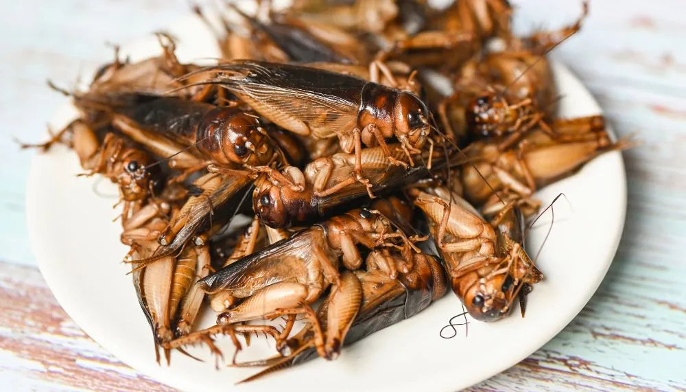 Imagem ilustrativa da imagem Zoológico deixa você batizar baratas com nome de ex e as serve em jantar