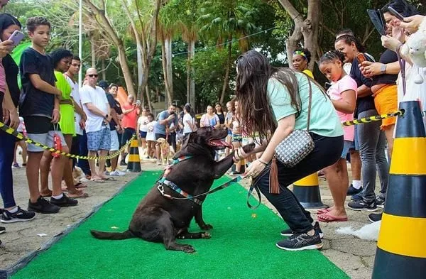 Imagem ilustrativa da imagem Carnaval com premiação da melhor fantasia para cães no ES. Veja programação