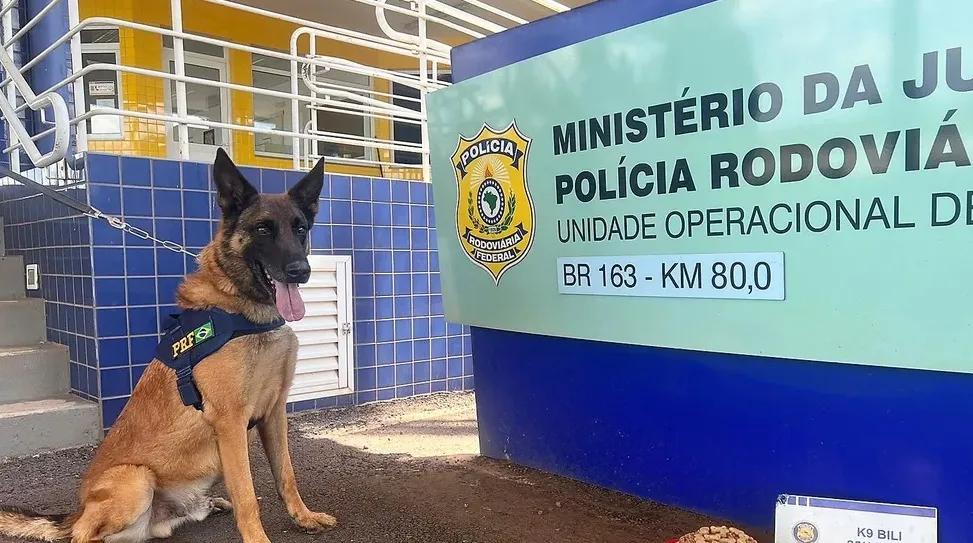 Imagem ilustrativa da imagem Cão farejador se "aposenta" da PRF e ganha festa com bolo de ração e mergulho