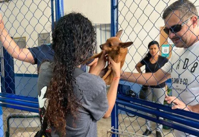 Imagem ilustrativa da imagem Voluntários resgatam 50 animais presos em escombros em São Sebastião
