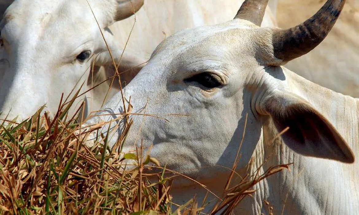 Imagem ilustrativa da imagem Agência confirma teste positivo para 'vaca louca' no Pará