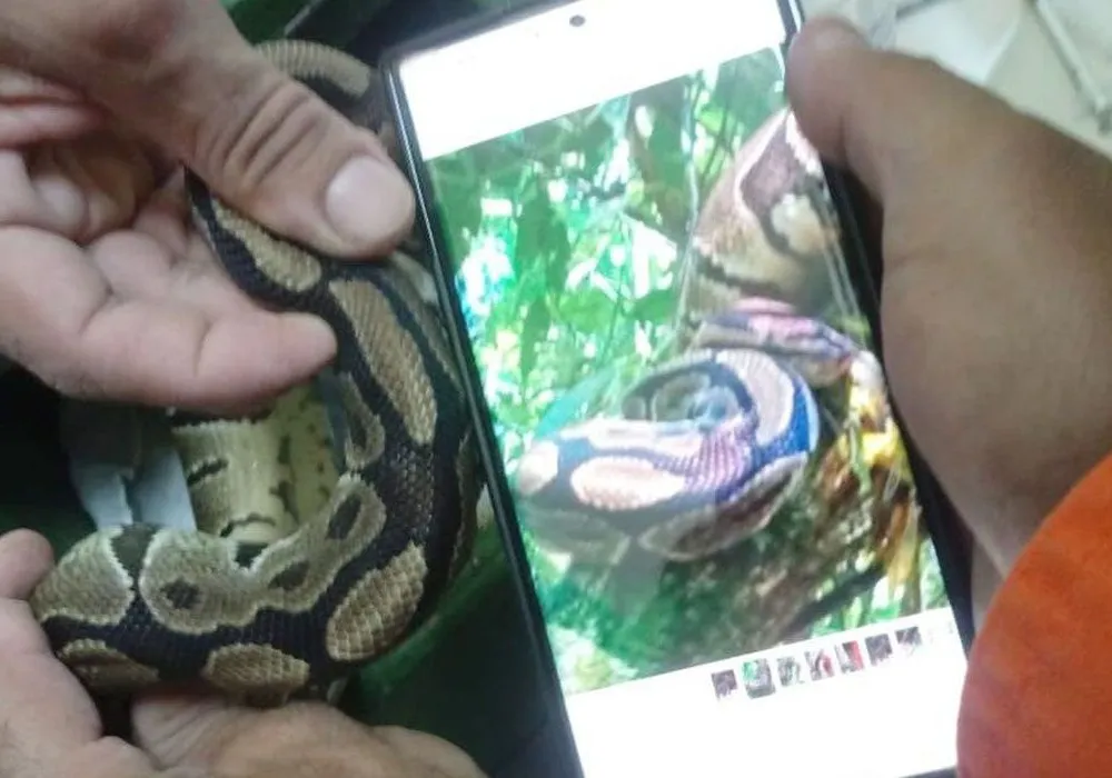 Imagem ilustrativa da imagem Serpente píton é retirada do Parque Nacional da Tijuca