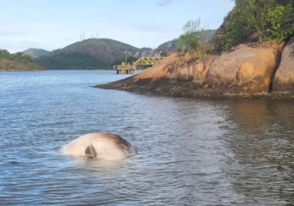 Imagem ilustrativa da imagem Carcaça de baleia é encontrada na Baía de Vitória