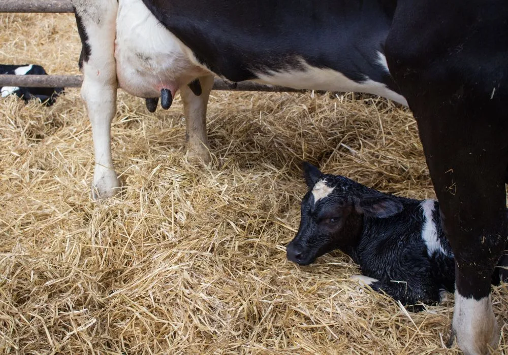 Imagem ilustrativa da imagem Homem morre pisoteado após ajudar vaca a "dar à luz” no ES