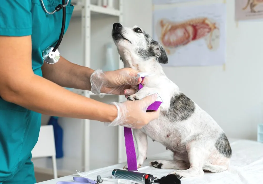 Imagem ilustrativa da imagem ES terá o primeiro curso de Técnico em Veterinária
