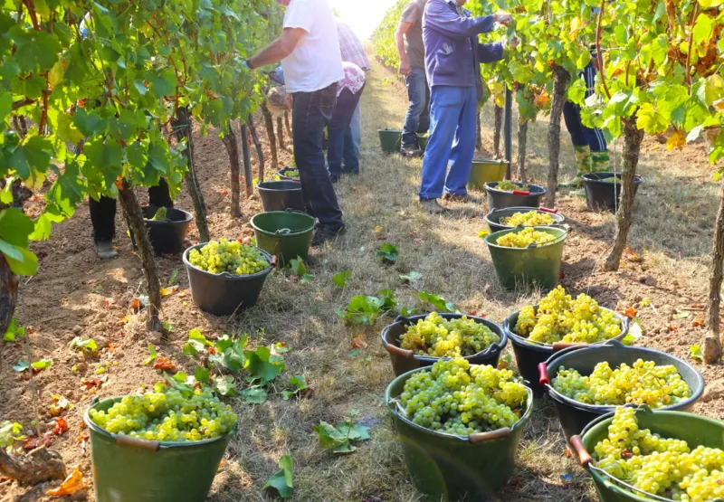 Plantação de uvas, semelhante às da Serra Gaúcha onde recentemente trabalhadores em estado análogo à escravidão foram resgatados