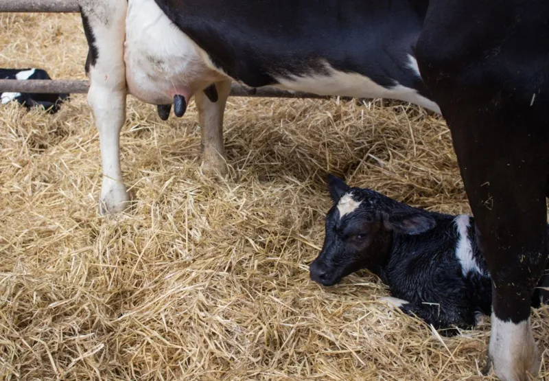 Homem foi pisoteado pela vaca após ajudar em parto
