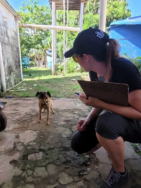 Imagem ilustrativa da imagem Censo de cães e gatos chega à área urbana de Fernando de Noronha