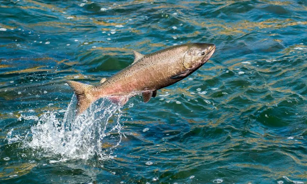Imagem ilustrativa da imagem DNA de salmão é nova arma contra o envelhecimento