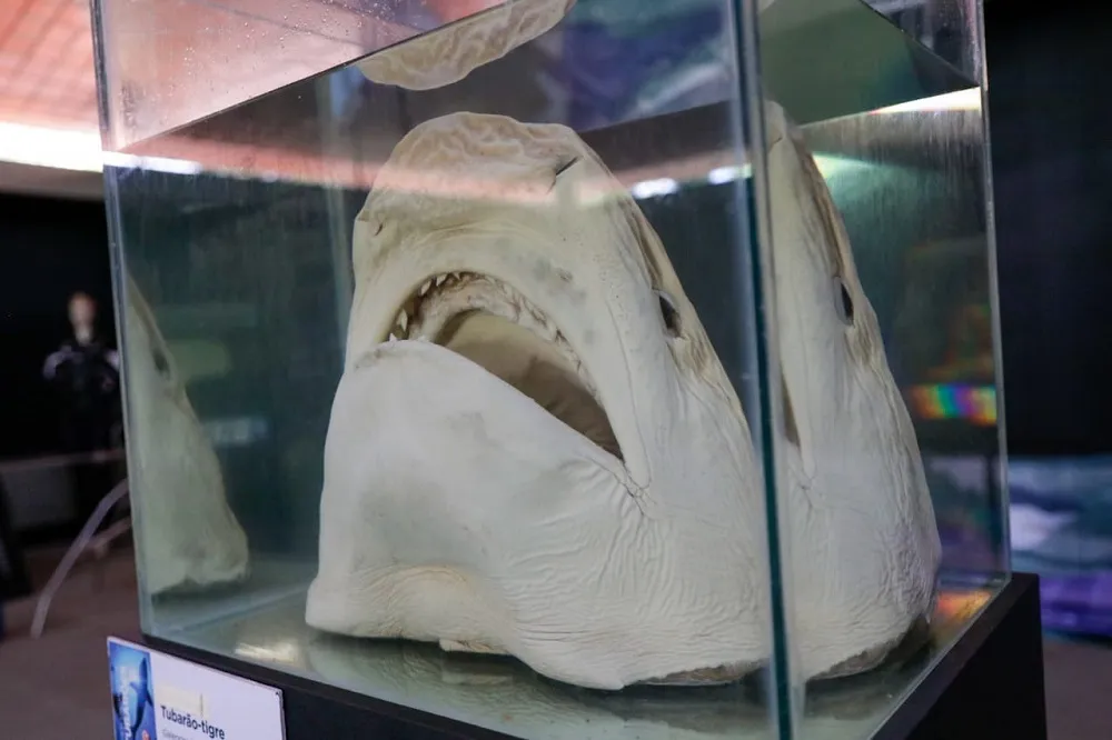 Imagem ilustrativa da imagem Exposição "Mar do Conhecimento" traz detalhes de animais marinhos