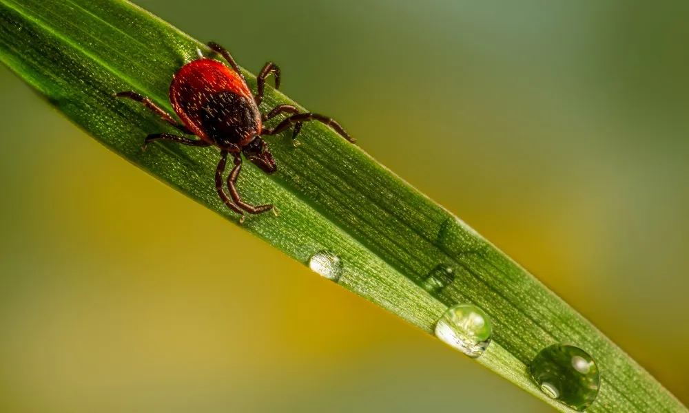 Imagem ilustrativa da imagem Febre Maculosa: SP investiga sete casos suspeitos