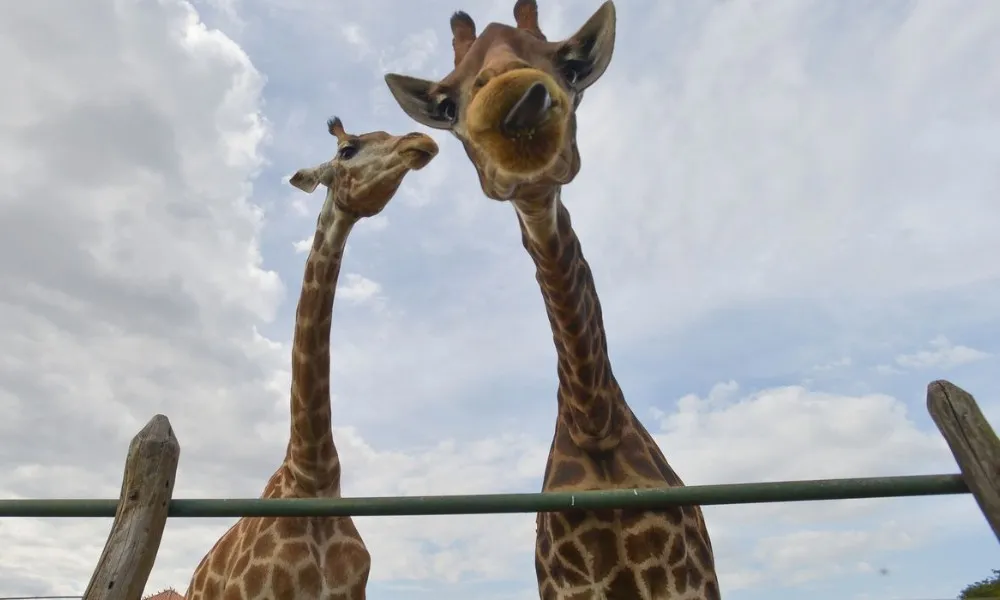Imagem ilustrativa da imagem Morre quarta girafa importada ilegalmente da África do Sul