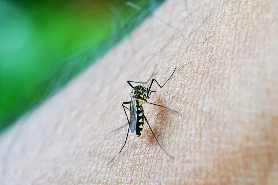 Imagem ilustrativa da imagem Pernambuco confirma 3ª morte no ano por Chikungunya