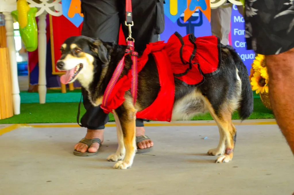 Imagem ilustrativa da imagem Prefeitura do ES faz "arraiá" para pets e leva até show da Patrulha Canina