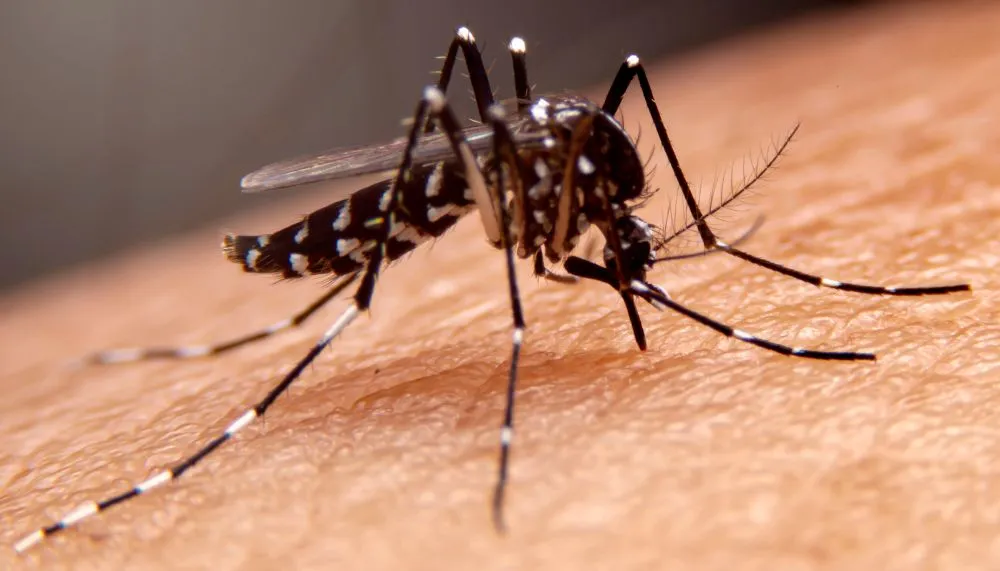 Imagem ilustrativa da imagem Rede privada deve oferecer nova vacina contra dengue a partir de julho