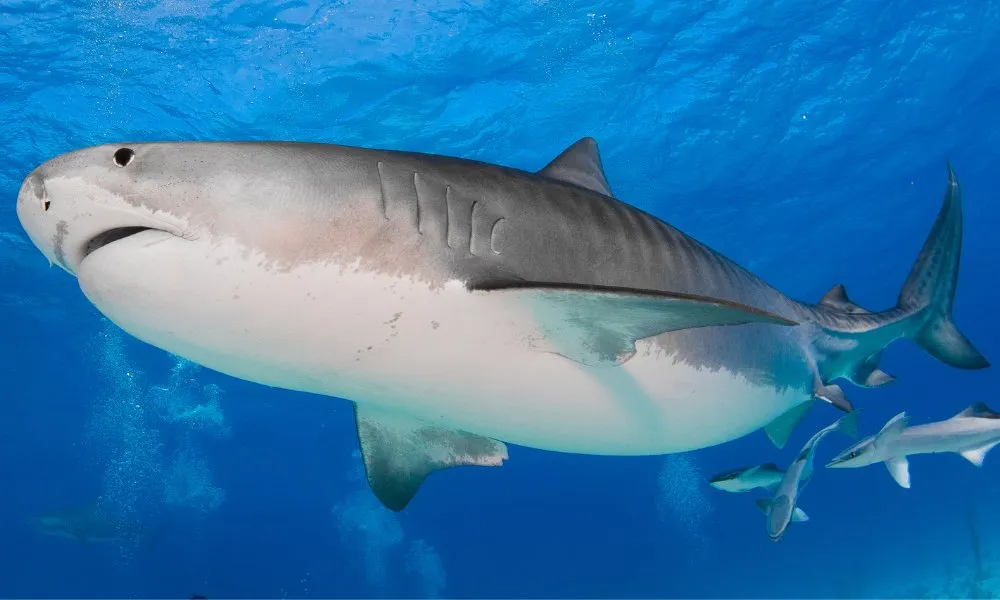 Imagem ilustrativa da imagem Russo morre após ser atacado por tubarão no Mar Vermelho, no Egito
