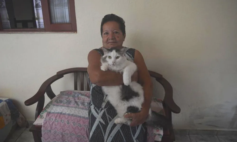 Imagem ilustrativa da imagem Veja as mordomias dos gatos mais caros do Brasil