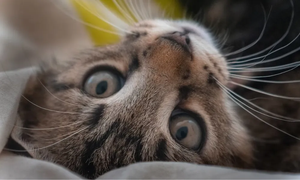 Imagem ilustrativa da imagem Vila Velha promove feira de adoção de cães e gatos neste sábado
