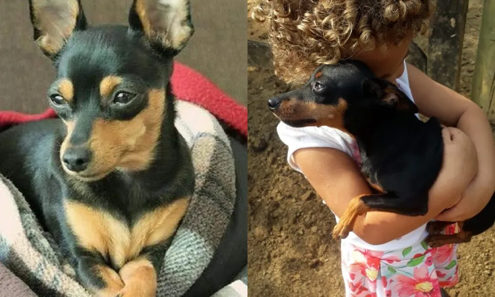 Imagem ilustrativa da imagem "Aquele cachorrinho foi um herói", diz dono de pinscher morto no ES