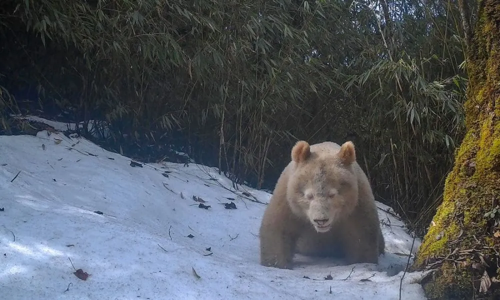 Imagem ilustrativa da imagem Panda albino raro é fotografado pela 2ª vez em reserva na China