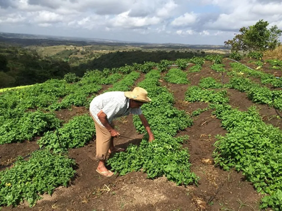 Imagem ilustrativa da imagem Agricultores já podem se inscrever para o Programa Garantia Safra 2023/2024