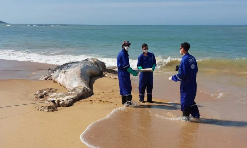 Imagem ilustrativa da imagem Baleia é encontrada morta em praia de Anchieta