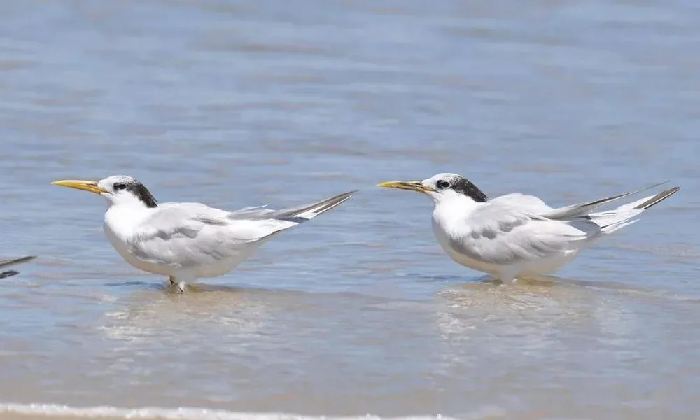 Imagem ilustrativa da imagem Brasil confirma o total de 36 casos de gripe aviária em aves silvestres