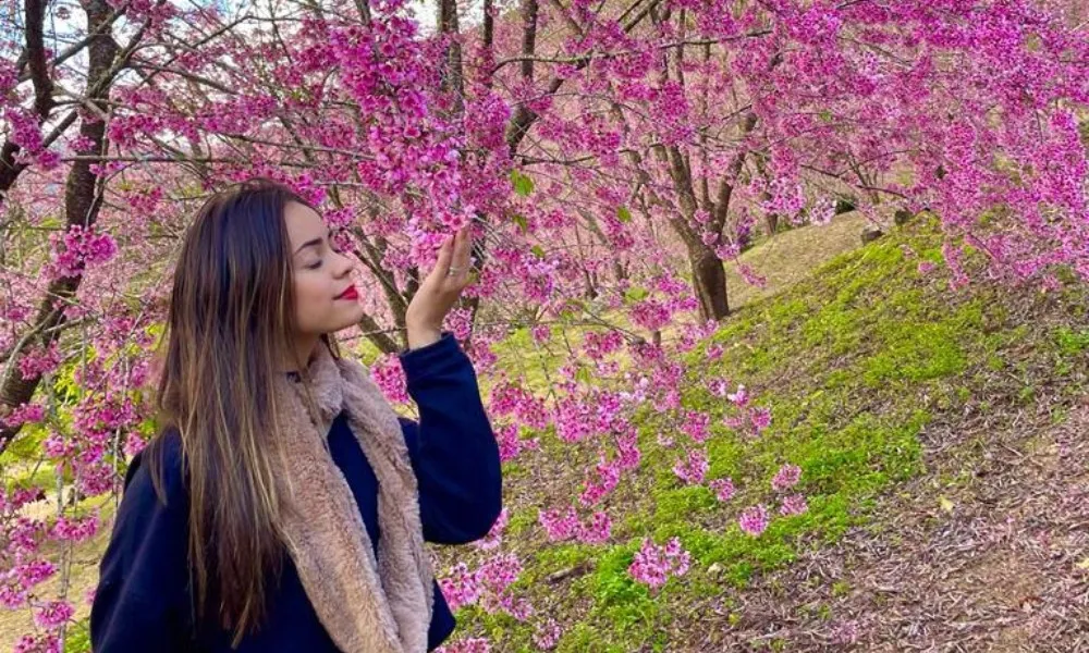 Imagem ilustrativa da imagem Cerejeiras florescem mais cedo e já viram atração na região Serrana do ES
