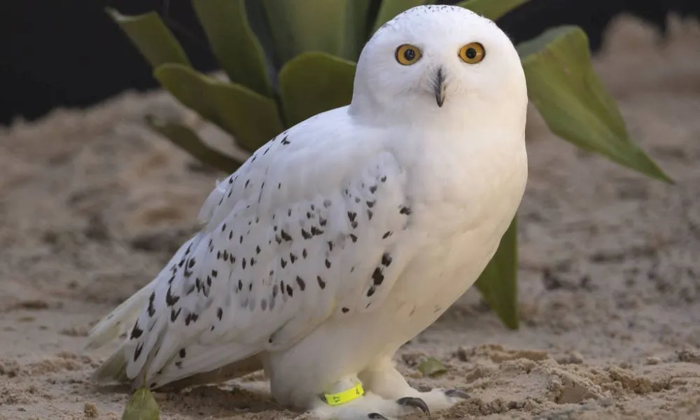 Imagem ilustrativa da imagem Coruja-das-neves, a Edwiges de 'Harry Potter', agora mora no zoológico de SP