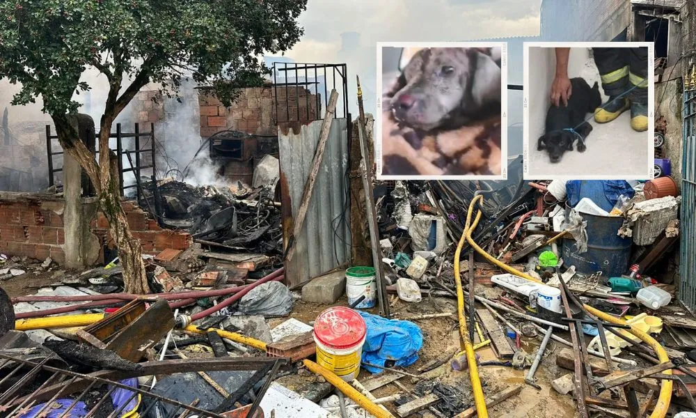 Imagem ilustrativa da imagem Doze cães morrem em incêndio na Serra