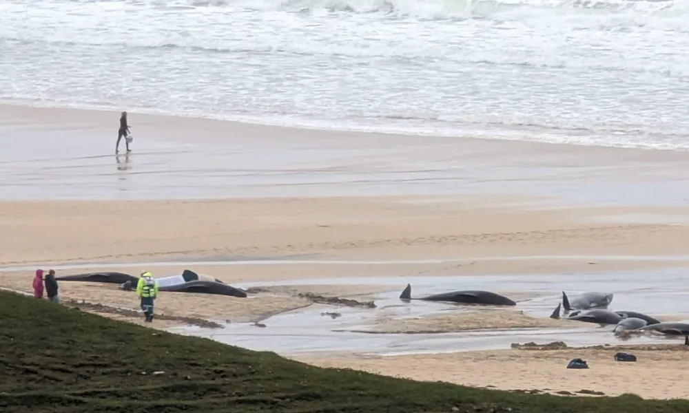 Imagem ilustrativa da imagem Mais de 50 baleias morrem após encalhar em ilha na Escócia