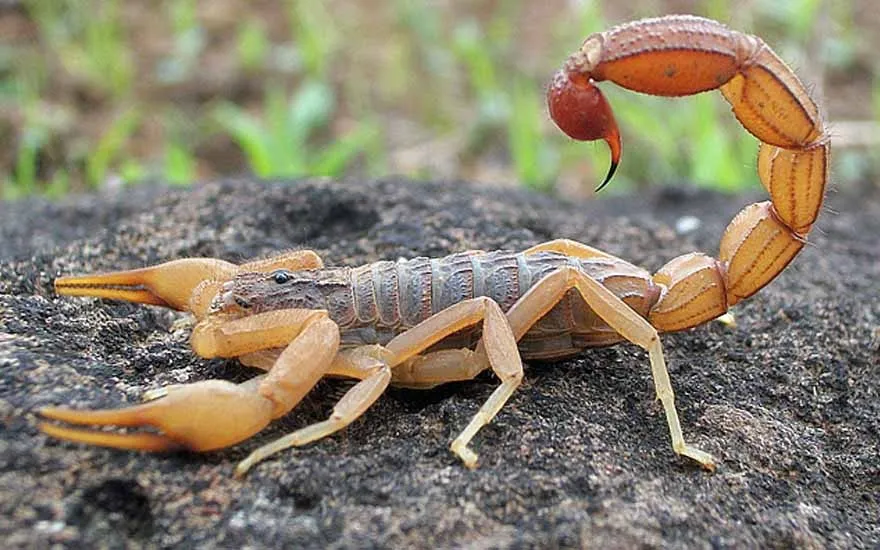 Imagem ilustrativa da imagem Menino de 5 anos morre após ser picado por escorpião