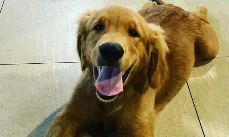 Imagem ilustrativa da imagem "Mesmo com dor, em nenhum momento foi agressivo", diz veterinário sobre Churros