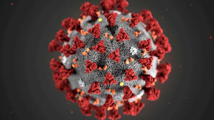 Imagem ilustrativa da imagem Novo teste detecta infecção por coronavírus em diferentes espécies animais