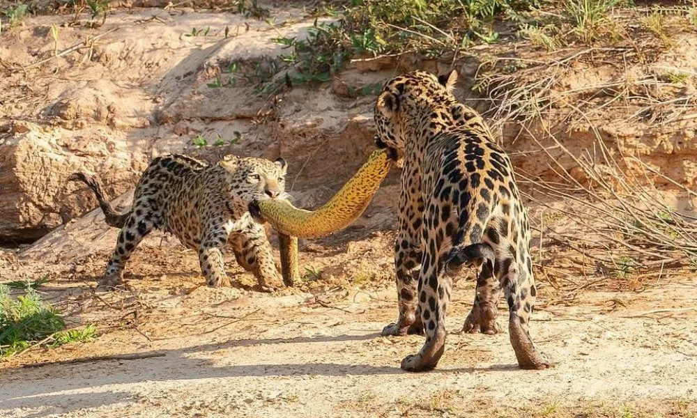 Imagem ilustrativa da imagem Onças-pintadas são flagradas num cabo de guerra com sucuri no Pantanal