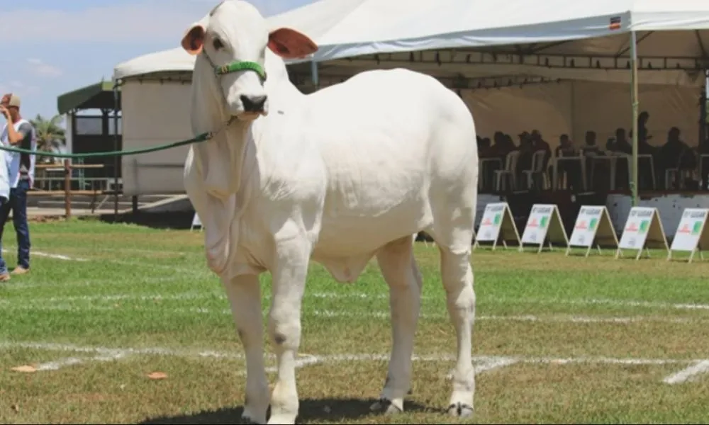 Imagem ilustrativa da imagem Parte de vaca é vendida a quase R$ 7 milhões no Brasil e bate recorde mundial