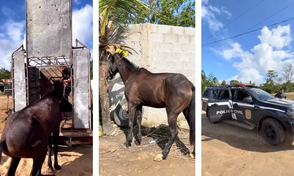 Imagem ilustrativa da imagem Polícia recupera égua furtada de fazenda no ES