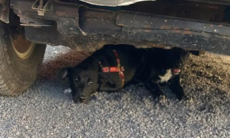 Imagem ilustrativa da imagem Professora é denunciada à CPI de maus-tratos por abandonar cães em Vila Velha