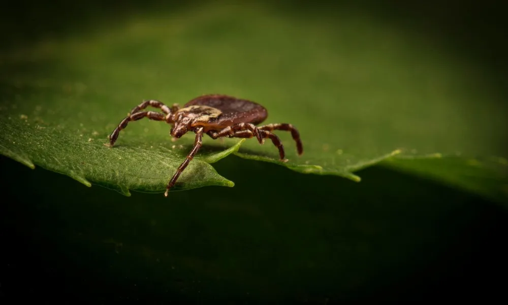 Imagem ilustrativa da imagem SP tem 4ª suspeita de febre maculosa e trata casos como surto