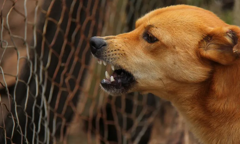 Imagem ilustrativa da imagem São Paulo registra primeiro caso de raiva canina em 40 anos