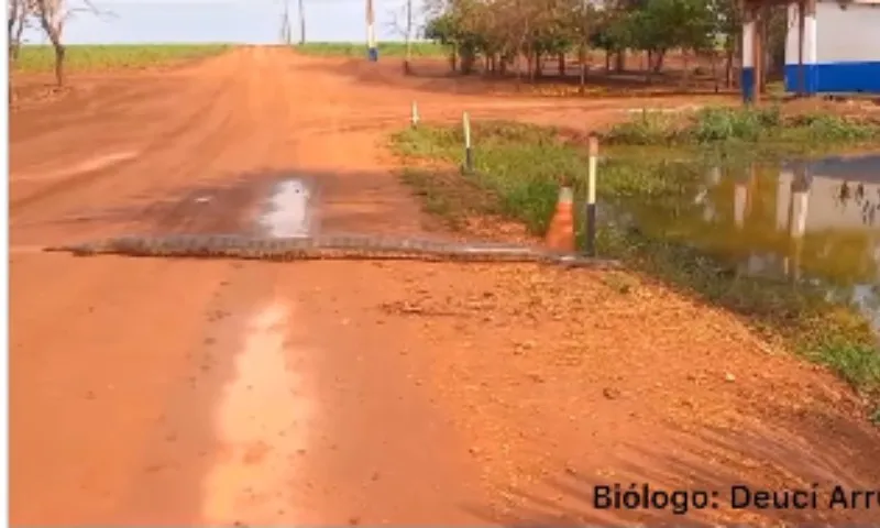 Imagem ilustrativa da imagem VÍDEO | Biólogo flagra sucuri de mais de 6 metros em fazenda de Goiás