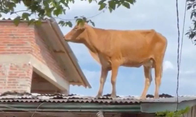 Imagem ilustrativa da imagem VÍDEO | Vaca é resgatada de telhado em cidade do RS após enchente
