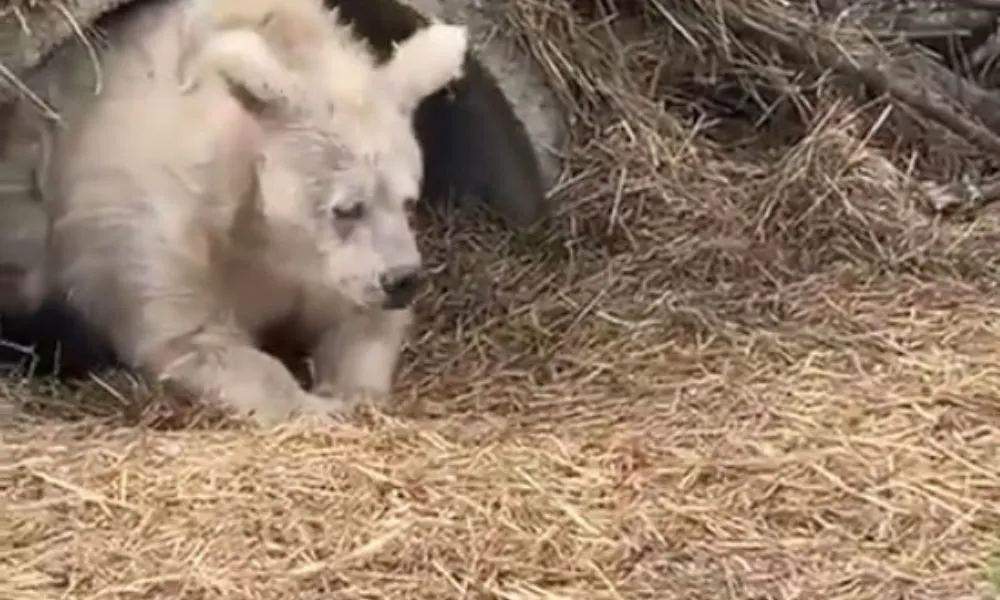 Imagem ilustrativa da imagem Vídeo de urso saindo 'descabelado' após hibernação viraliza e diverte a web