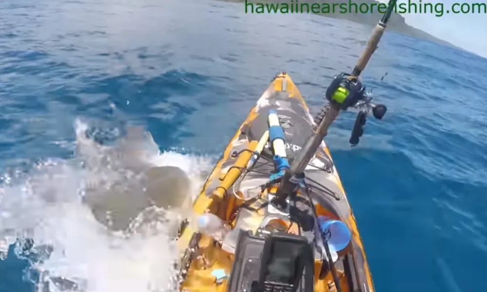 Imagem ilustrativa da imagem VÍDEO: Pescador em caiaque escapa ileso de ataque de tubarão-tigre no Havaí