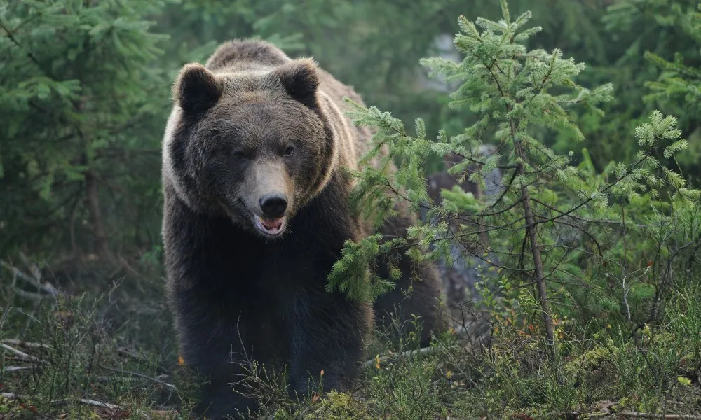 Imagem ilustrativa da imagem Itália suspende sacrifício de ursa que matou alpinista após impasse jurídico