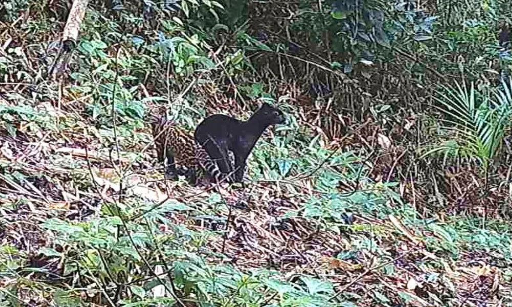 Imagem ilustrativa da imagem Felino selvagem raro é visto em reserva da Mata Atlântica