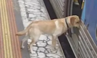 Imagem ilustrativa da imagem Cachorro foge, pega metrô sozinho e viaja 33 quilômetros na Austrália